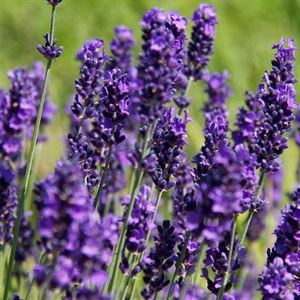 Sweet Lavender Plant